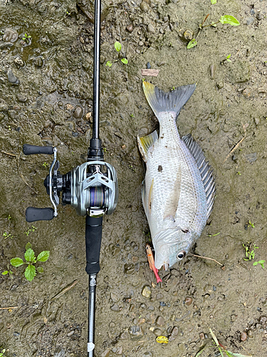 チヌの釣果