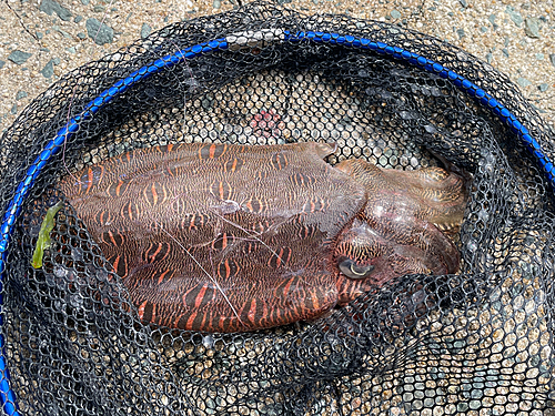 モンゴウイカの釣果