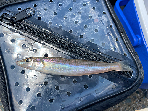 キスの釣果