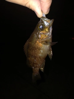 シロメバルの釣果