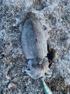 モンゴウイカの釣果