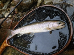 イワナの釣果