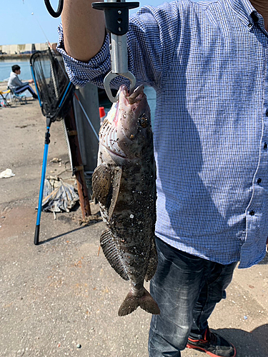 ホッケの釣果