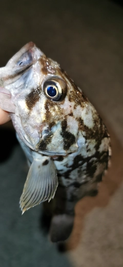 クロソイの釣果