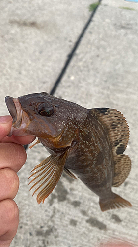 アイナメの釣果