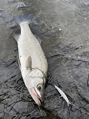 ヒラスズキの釣果