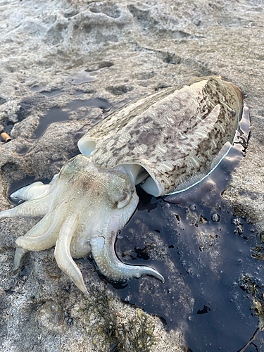 コウイカの釣果