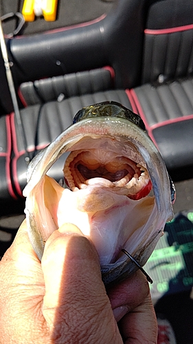 ブラックバスの釣果