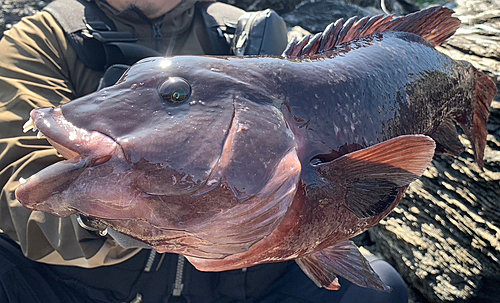 カンダイの釣果