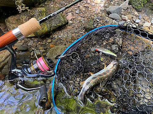 トラウトの釣果