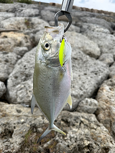 メッキの釣果