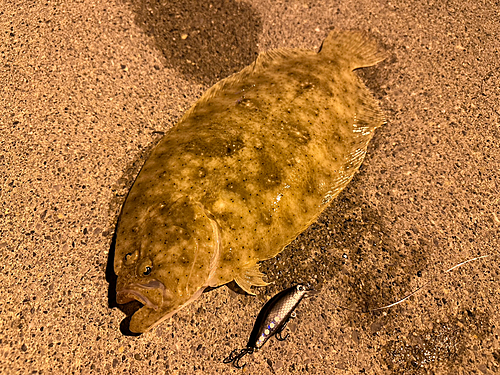 ヒラメの釣果