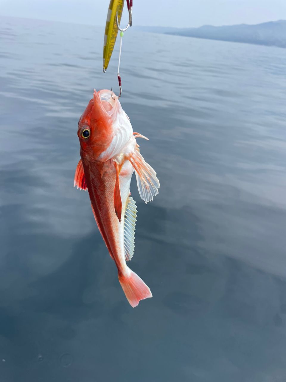 奥州ベッ子さんの釣果 3枚目の画像