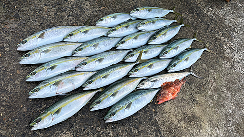 ハマチの釣果