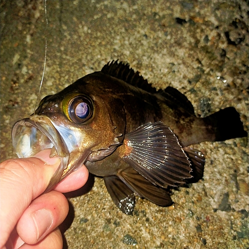 メバルの釣果