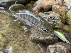 ヤマメの釣果