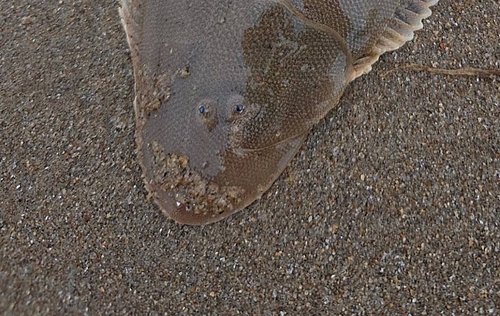 シタビラメの釣果