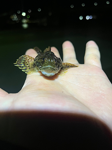 ニジカジカの釣果