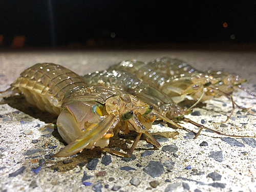 シャコエビの釣果