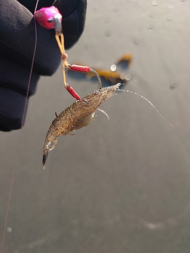 エビの釣果