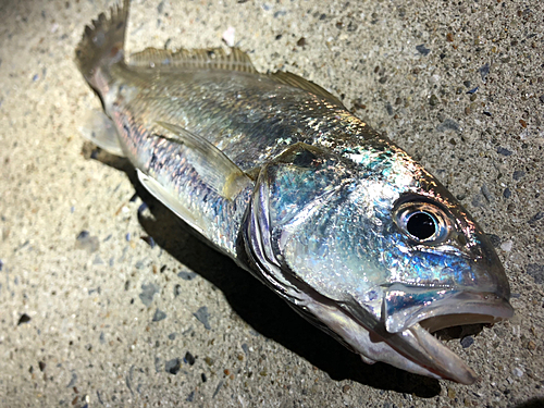 イシモチの釣果