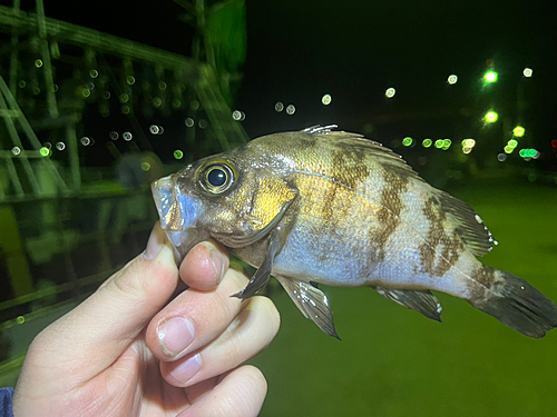 メバルの釣果