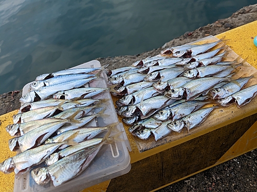 アジの釣果