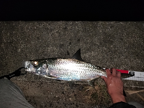 イセゴイの釣果