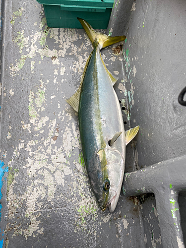 ワラサの釣果