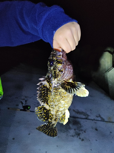 オウゴンムラソイの釣果