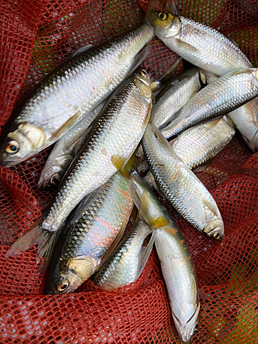 オイカワの釣果