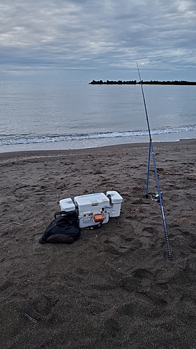 シロギスの釣果