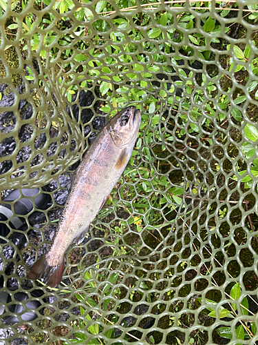 ヤマメの釣果