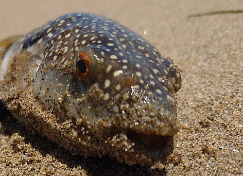 フグの釣果