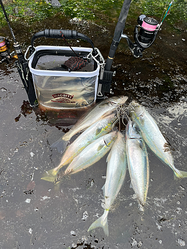 イナダの釣果