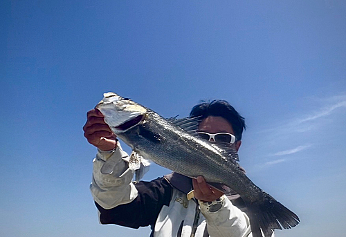 ハネ（マルスズキ）の釣果