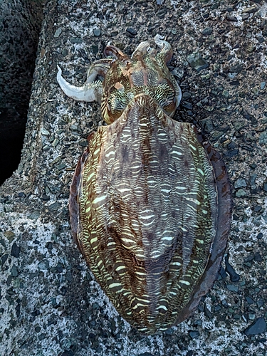 コウイカの釣果