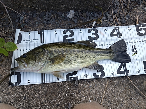 ブラックバスの釣果