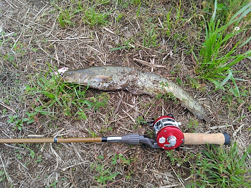 マナマズの釣果