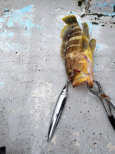 アオハタの釣果