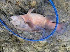 コブダイの釣果