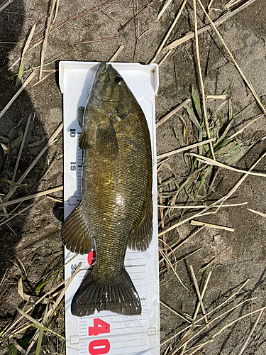 スモールマウスバスの釣果