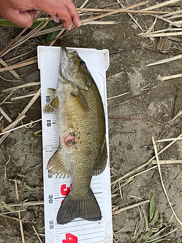 スモールマウスバスの釣果