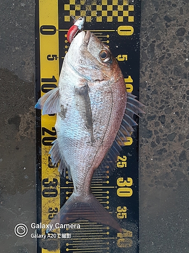 マダイの釣果