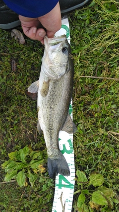 ブラックバスの釣果