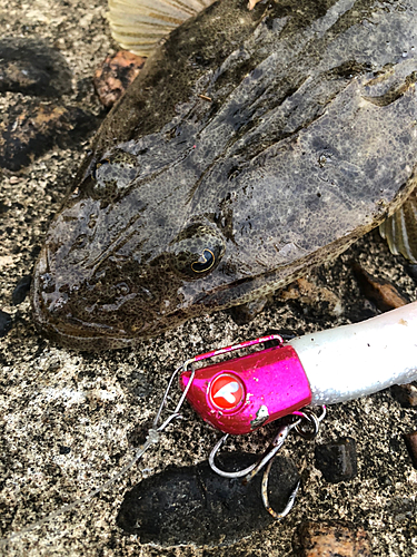 マゴチの釣果