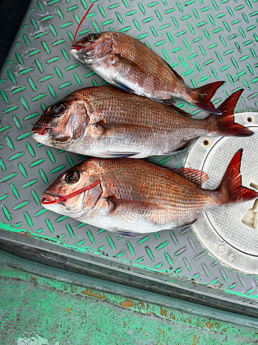 マダイの釣果