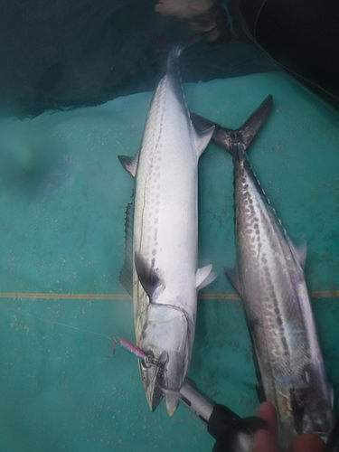 サゴシの釣果