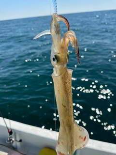 ヤリイカの釣果