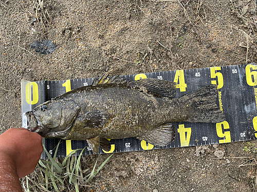 ブラックバスの釣果